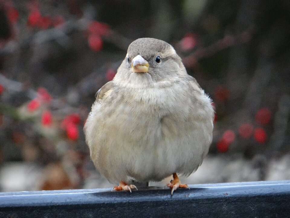 Nature wróblowaty urban bird