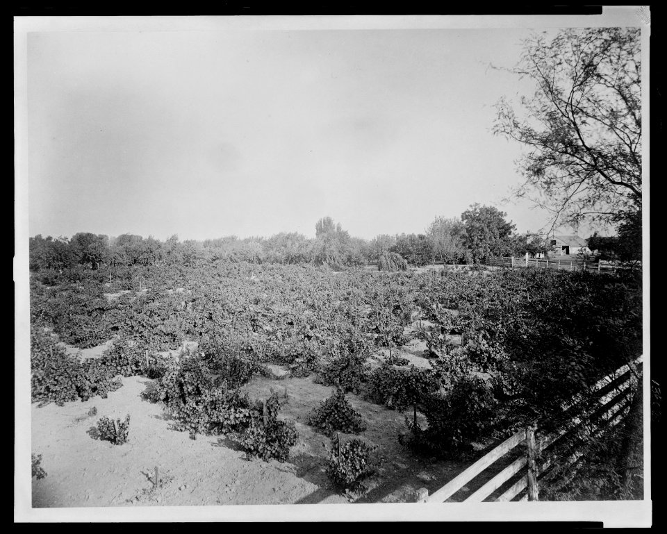 Lakeside Ranch The vineyard and old orchard. LCCN2009633195