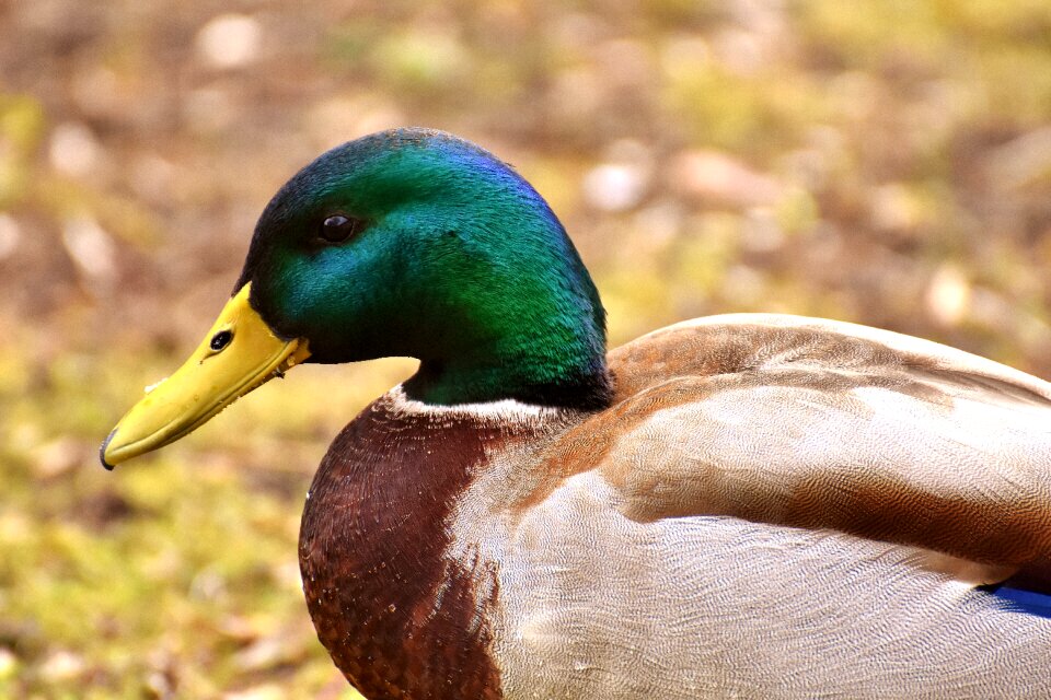 Colorful water bird duck bird
