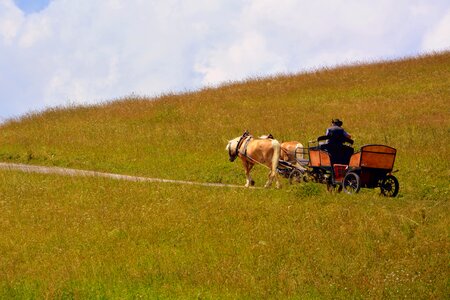 Carrozza animals road photo