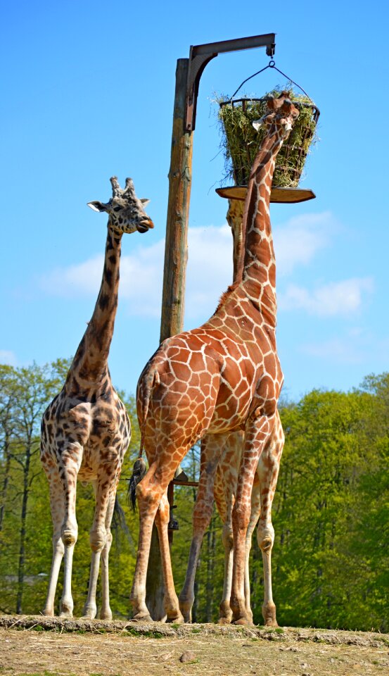 Giraffe nature zoo