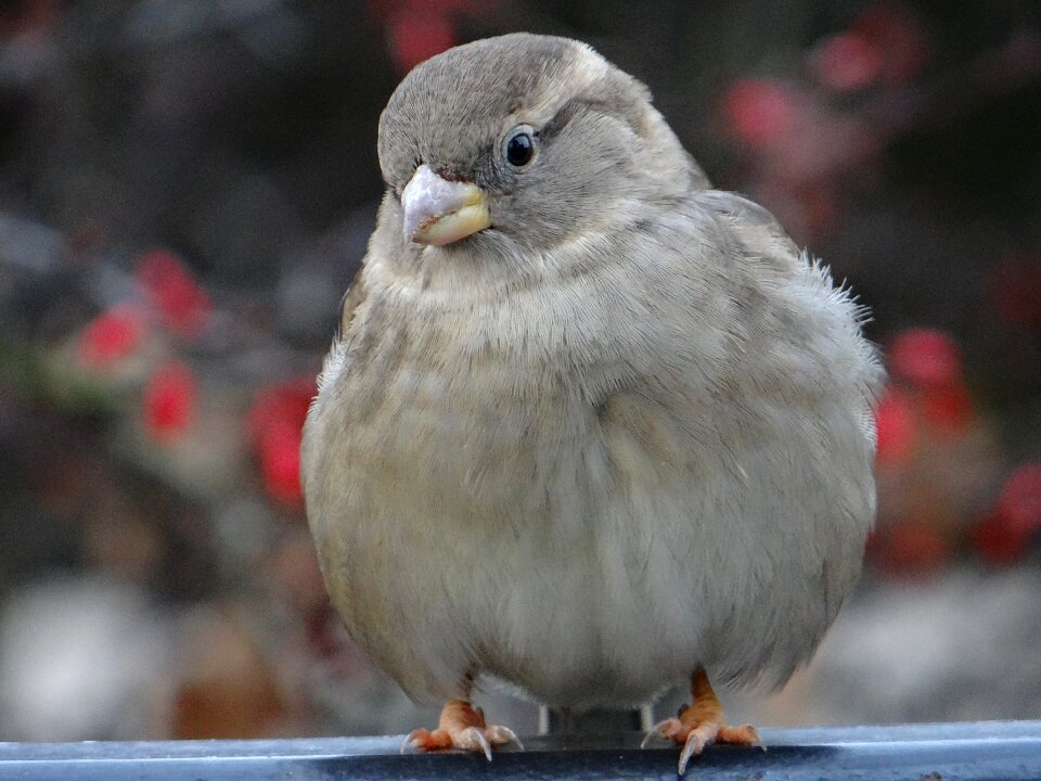 Nature wróblowaty urban bird