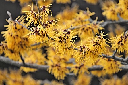 Bush flowers witch hazel plant photo