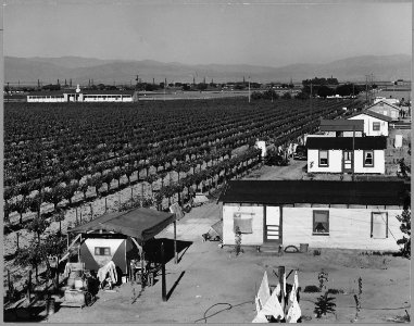 Lamont, Southeast Kern County, California. A new and growing rural shacktown in a cotton and grape d . . . - NARA - 521670