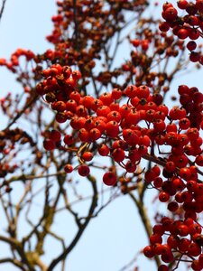 Nature red wild berries photo