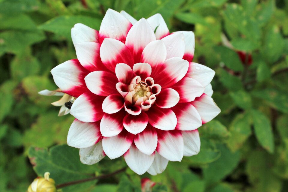 Red nature garden