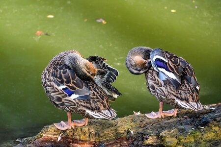 Two bird animal