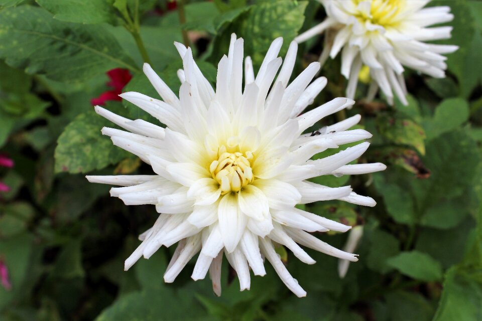 White nature garden