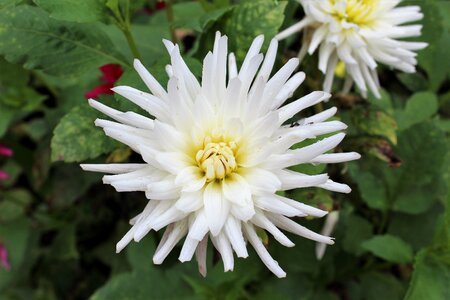 White nature garden photo