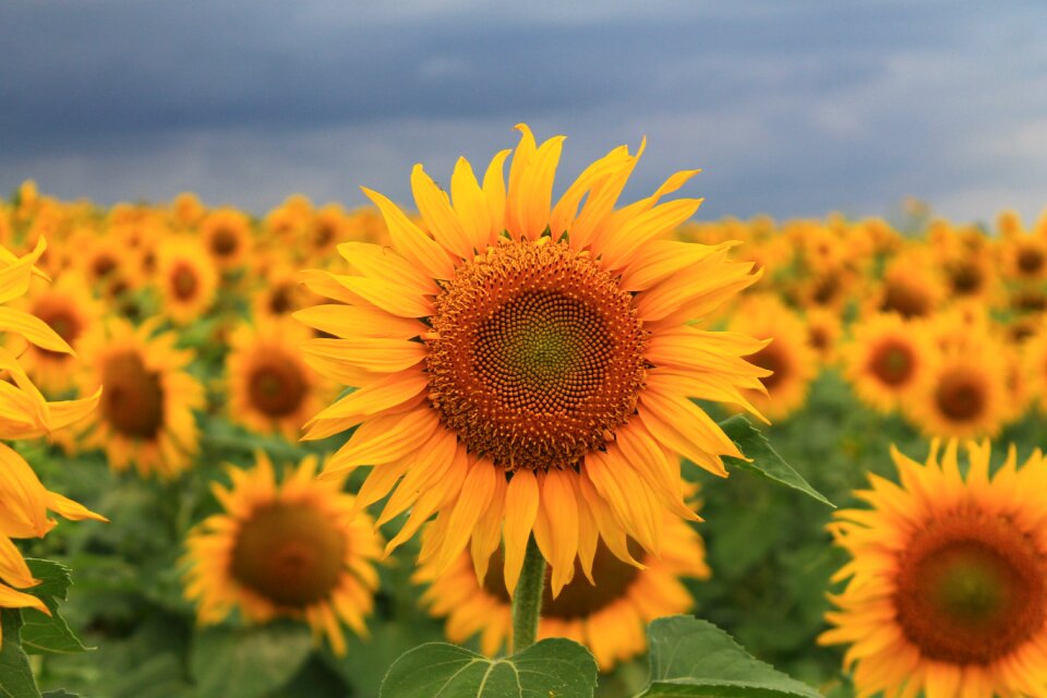 Field yellow plant
