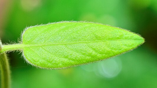 Autumn bright leaf plants