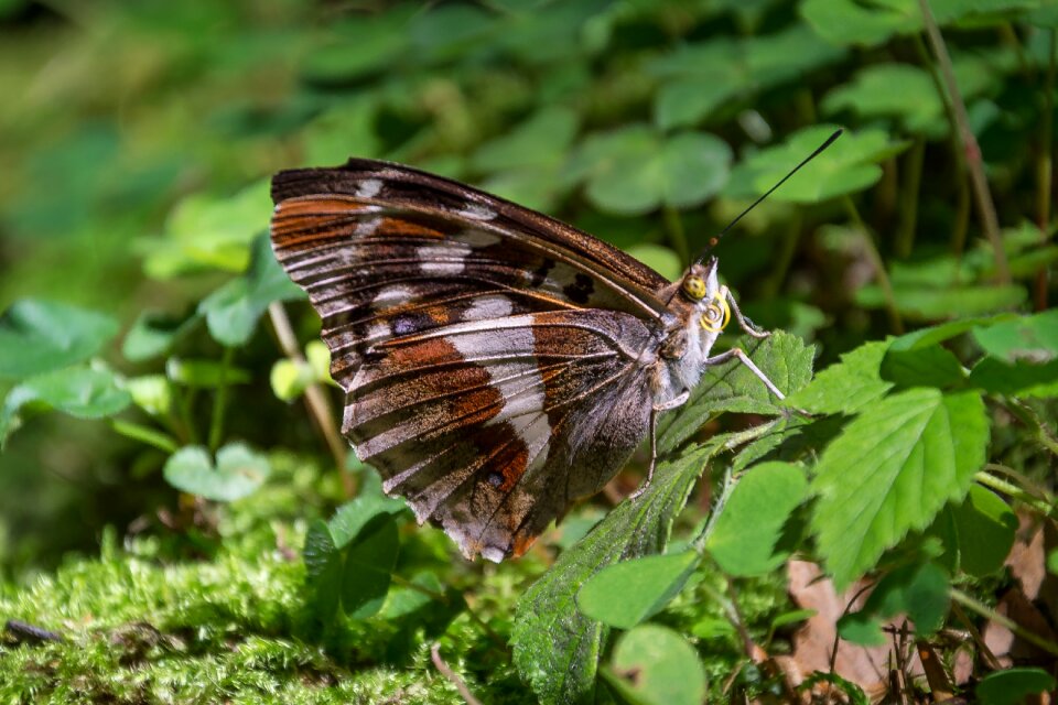 Nature insect edelfalter