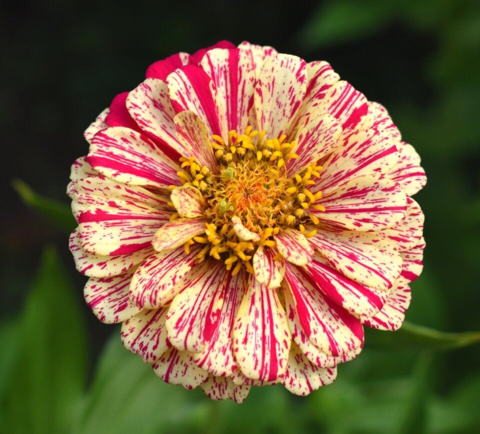 Flower yellow red
