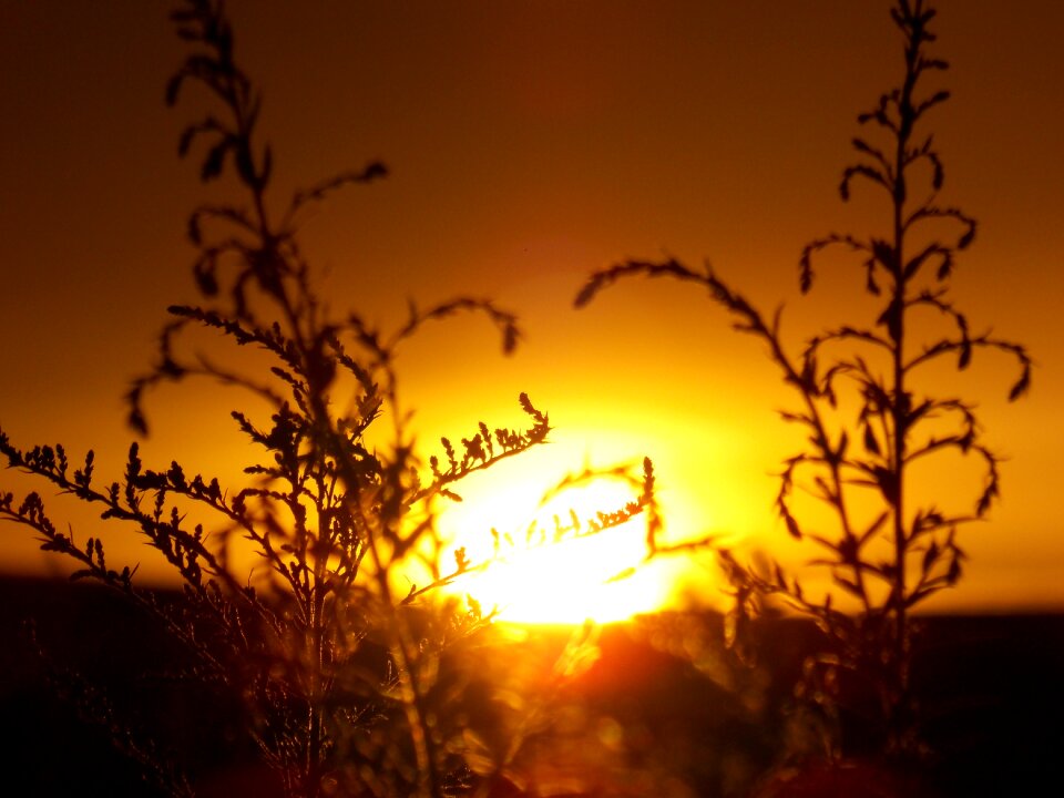 Summer sunset nature