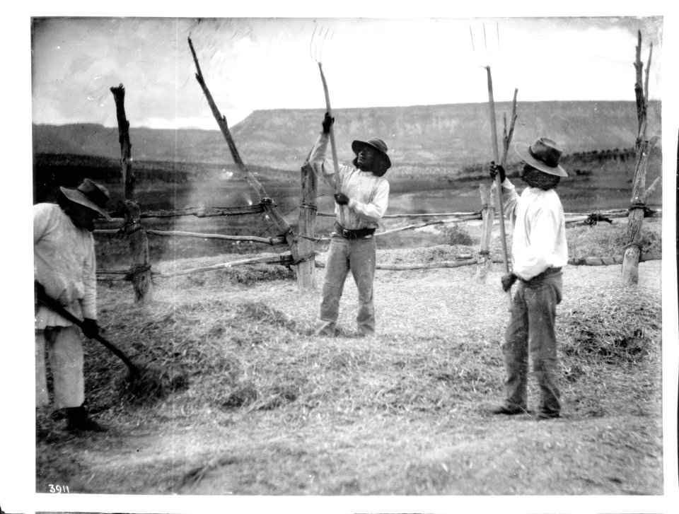 Laguna Indian men threshing wheat at Paquate, New Mexico, ca.1900 (CHS-3911)