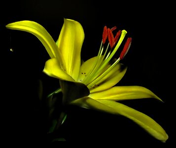 Lily yellow stamens