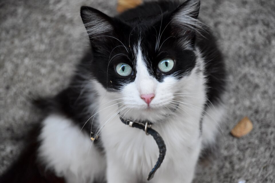Cute cat nature sweet