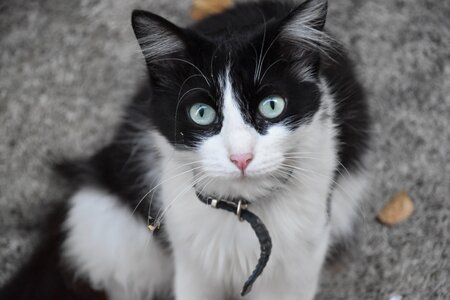 Cute cat nature sweet