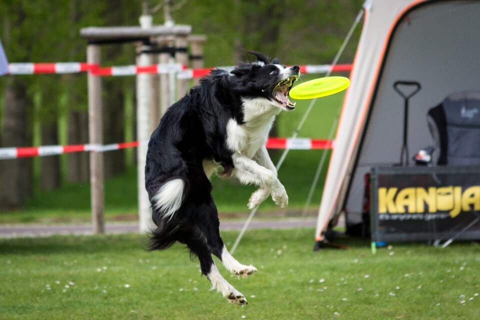 Nature border collie sport