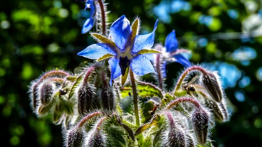 Flower close up borage