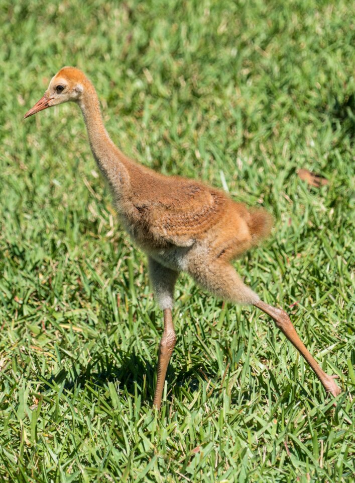 Fuzzy wildlife animal