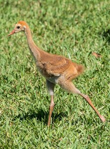 Fuzzy wildlife animal