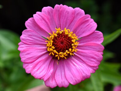 Pink flower bloom photo