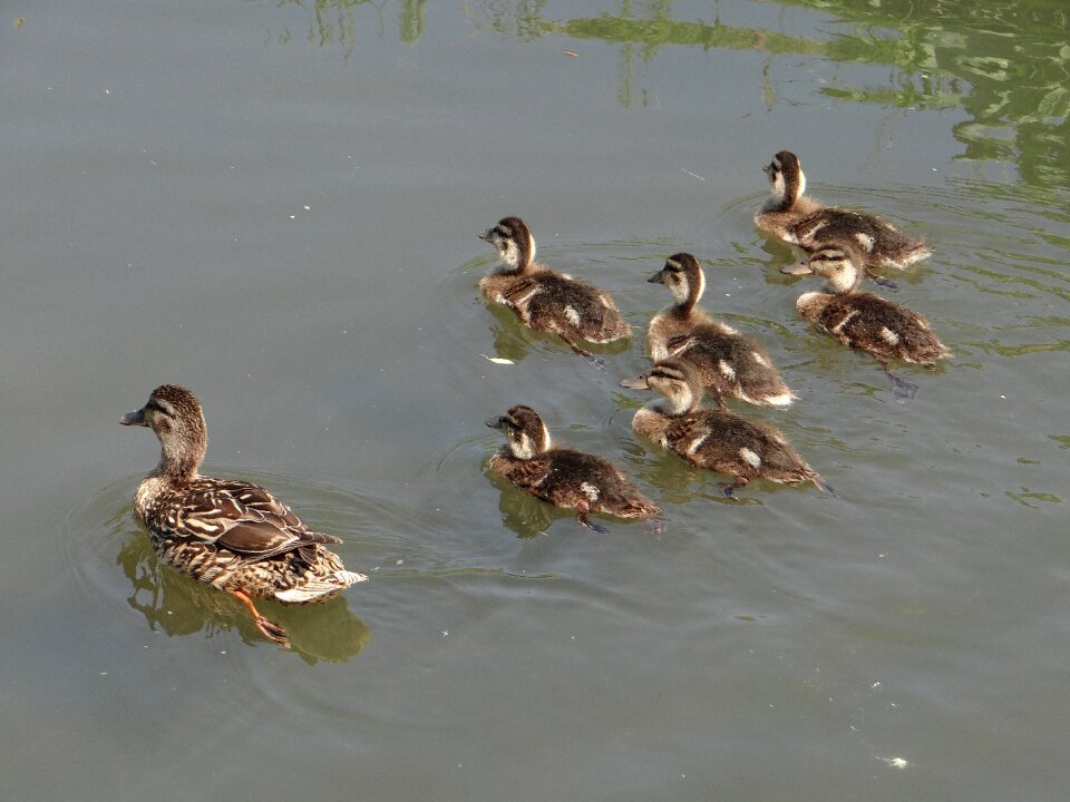 Birds wild ducks water bird