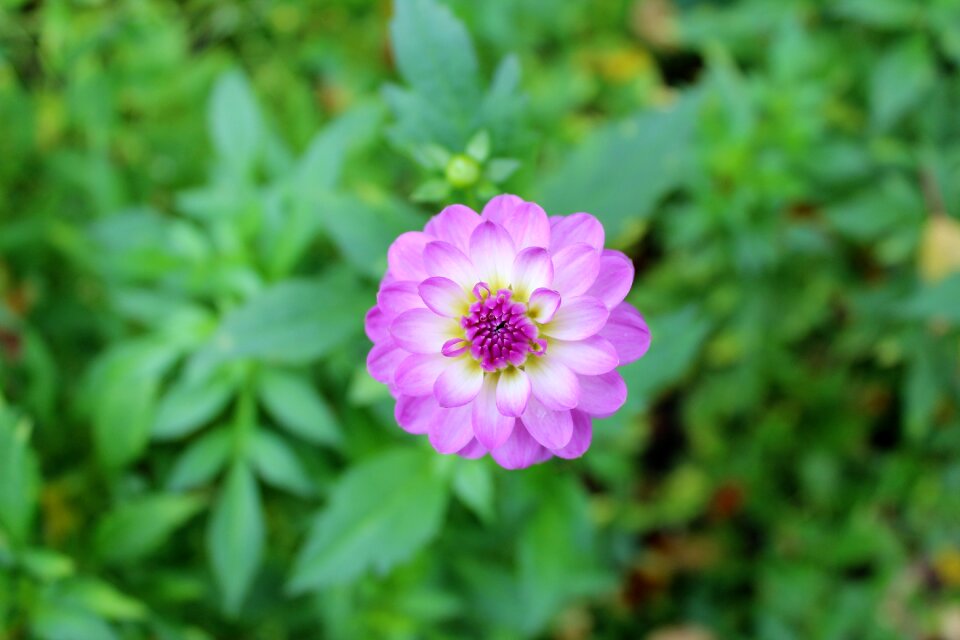 Pink nature garden