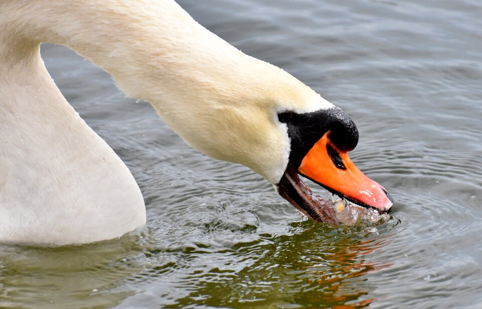 Water bird bill animal