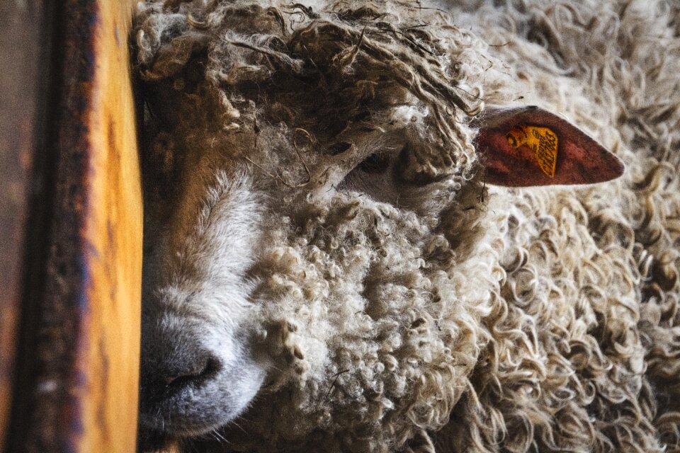 Nature animal sheep