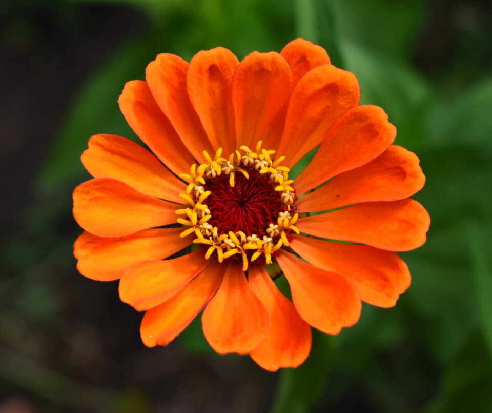 Orange flower petal