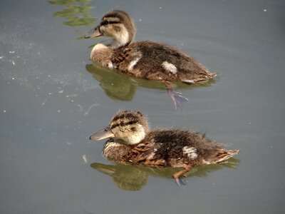 Birds wild ducks water bird