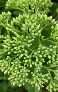 Blossoms tiny green