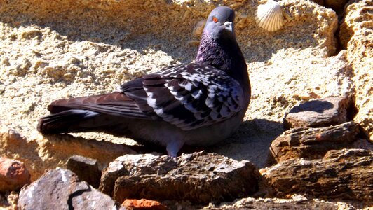 Nature wing pigeon photo