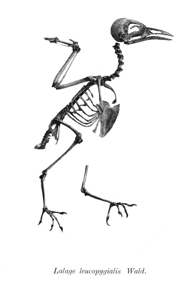 Lalage leucopygialis 167