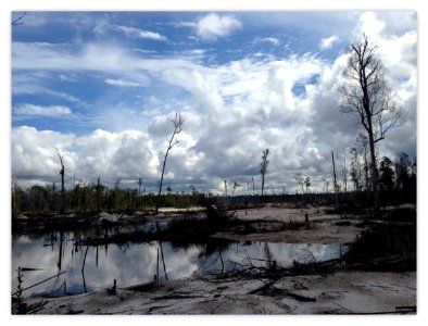 Land cleared by slash and burn techniques (18444473015)