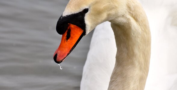 Water bird bill animal photo