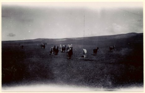 Lamadjur på bete. Sydamerika. Bolivia - SMVK - 0249.d.0068