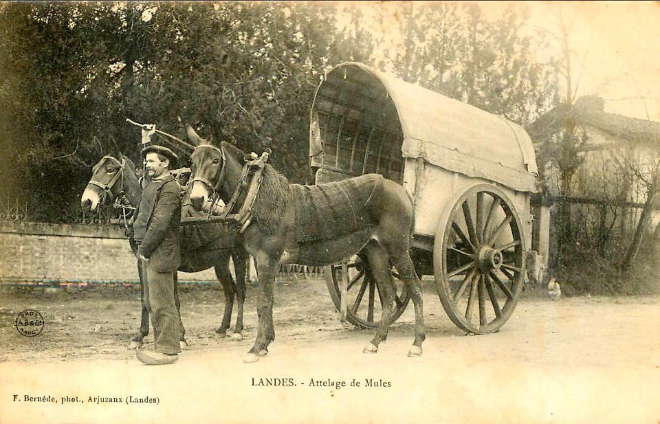 Landes - Attelages de mules - Lou Bros b