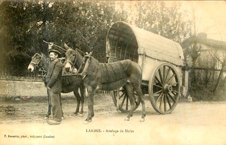 Landes - Attelages de mules - Lou Bros b