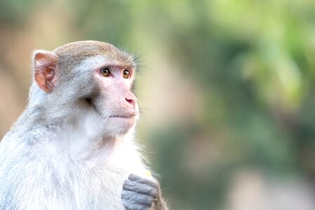 Wild nature ape