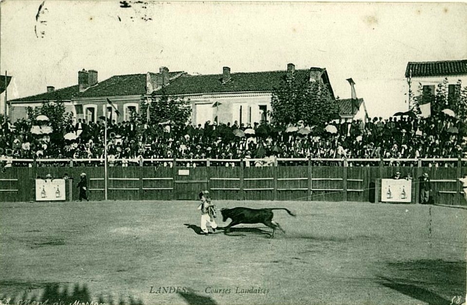 Landes - Courses Landaises 5