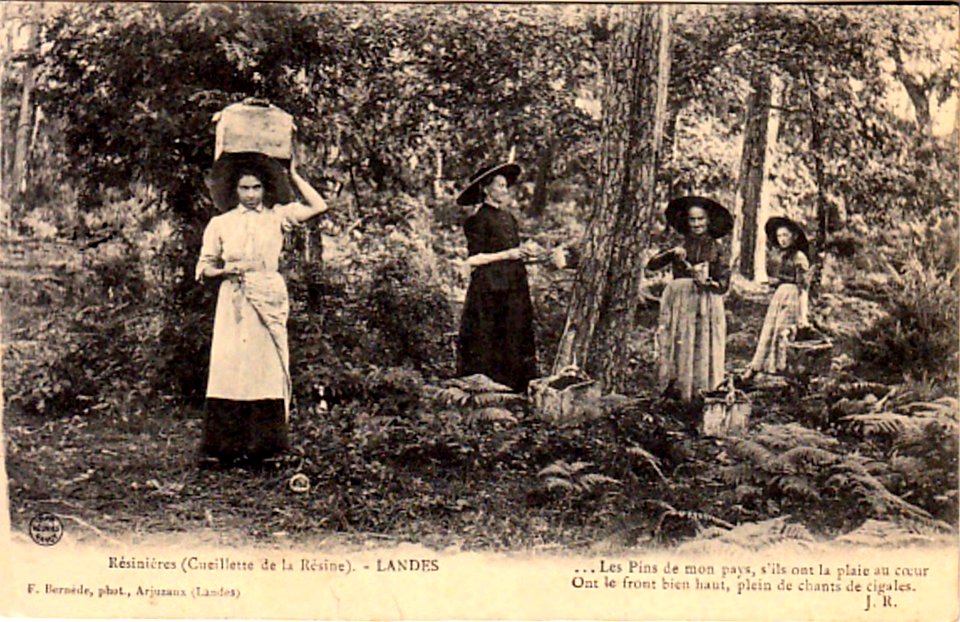 Landes - Cueillette de la Résine 4
