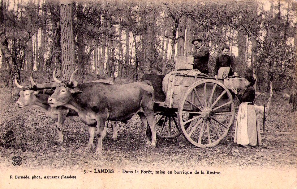 Landes - Forêt - Mise en barrique de la résine b