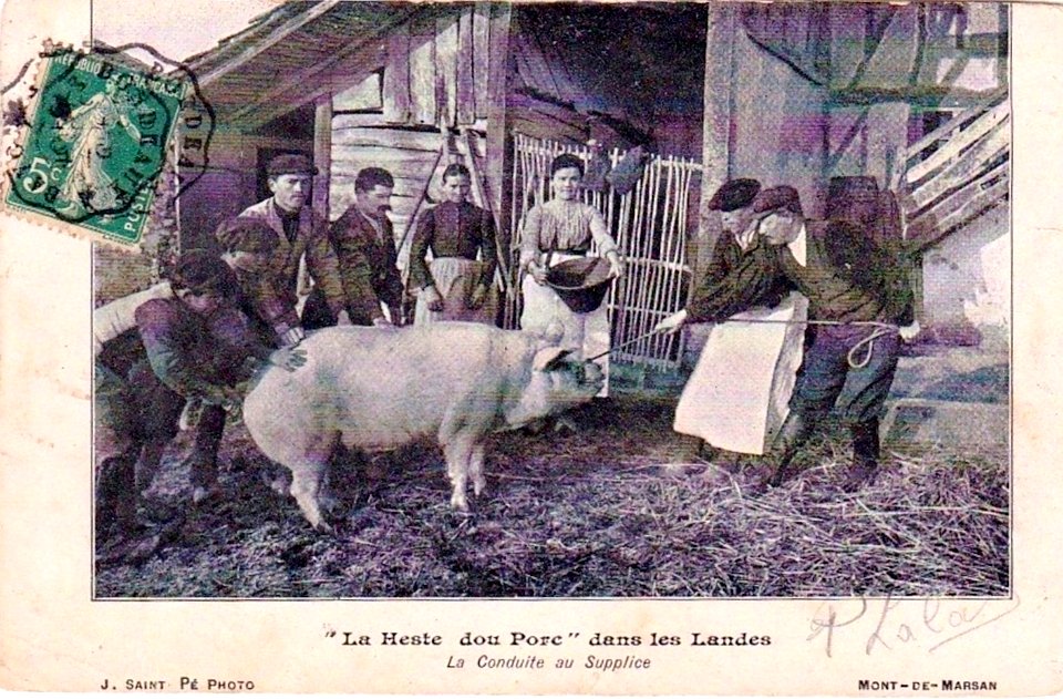 Landes - La Heste dou porc 1