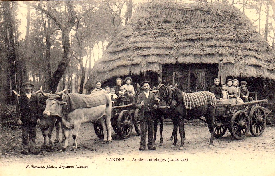 Landes - Attelages de mules - Lous cas b