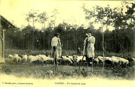 Landes - Berger - échassier 5