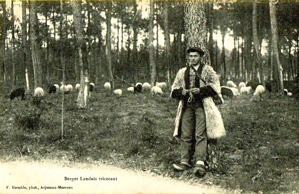 Landes - Berger tricotant 1