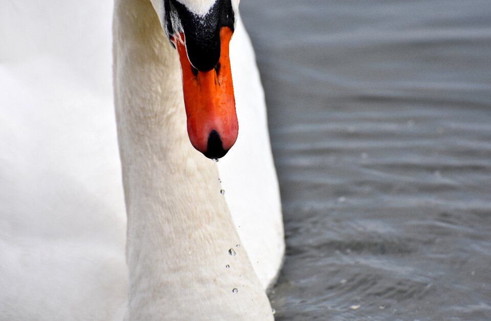 Water bird bill animal
